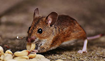 24 Hour & Emergency Exterminators in Kelly, WI